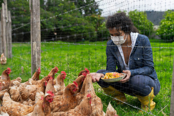 What Should Chickens Eat? A Comprehensive Guide to Their Nutritional Needs