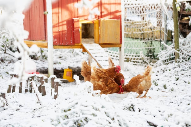 Chickens are scraching in the garden in the winter morning