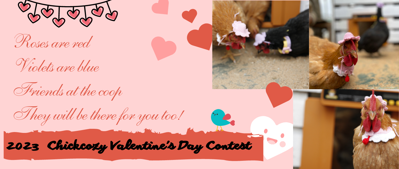 Join the Chickcozy Giveaway now!