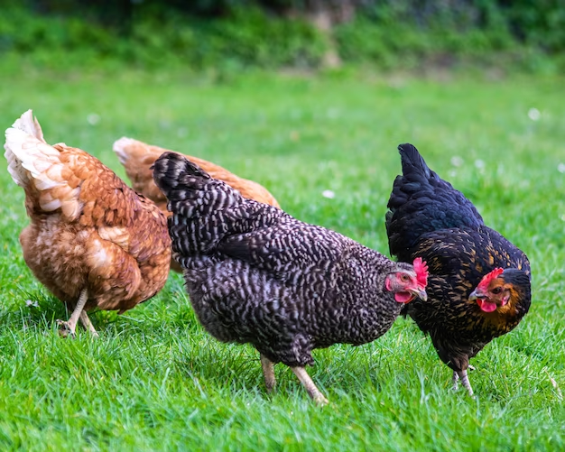 backyard chicken flocks are scarching in the morning