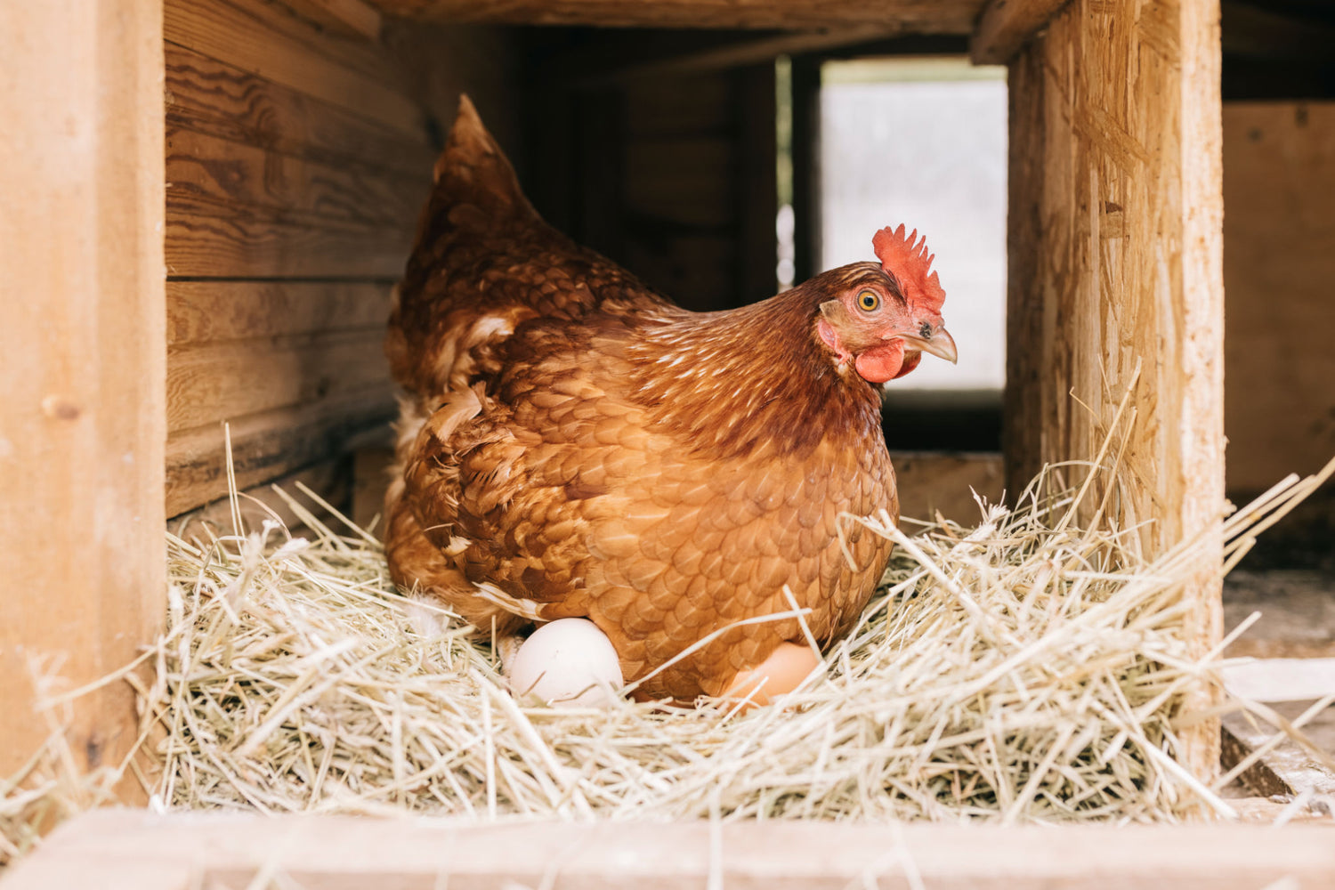 a broody hen is laying eggs in the coop