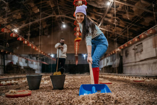 The Ultimate Guide to Raising Backyard Chickens and Keeping a Clean Chicken Coop