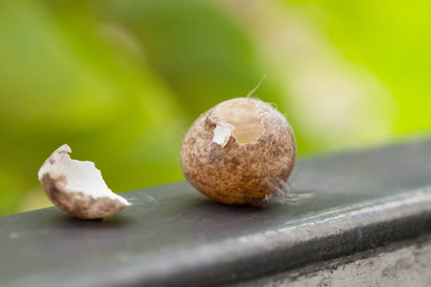 10 Common Egg Shell Quality Issues and Practical Solutions