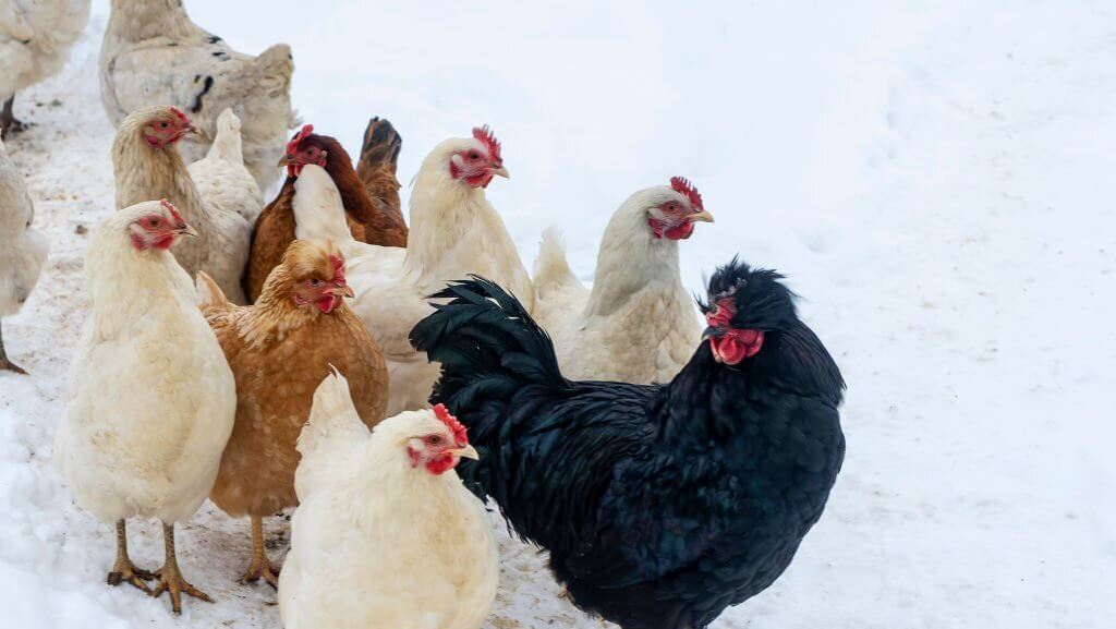 Caring for Chickens in Cold Weather: Ensuring Comfort and Well-being