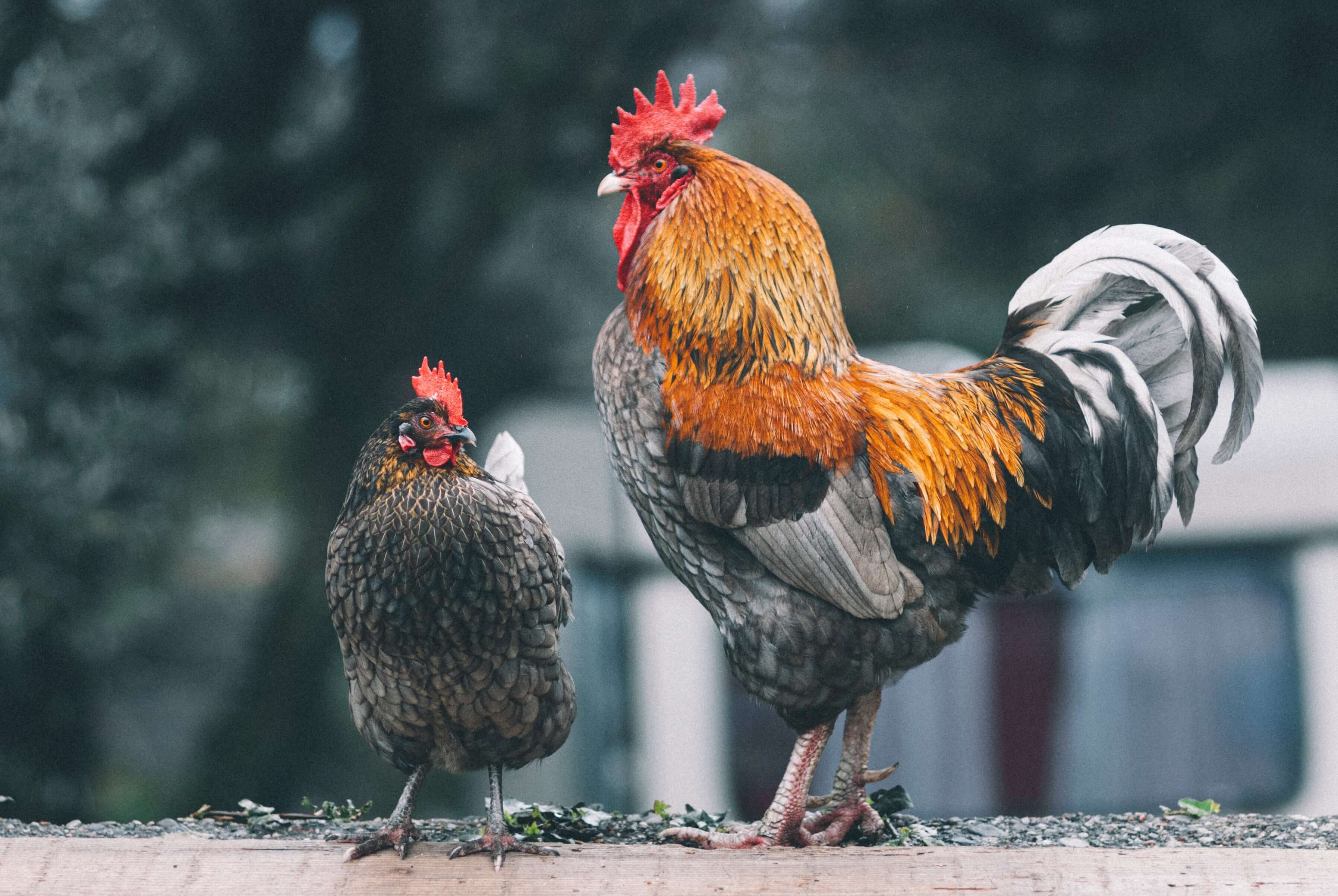 A Rooster and a hen is roosting on a bar