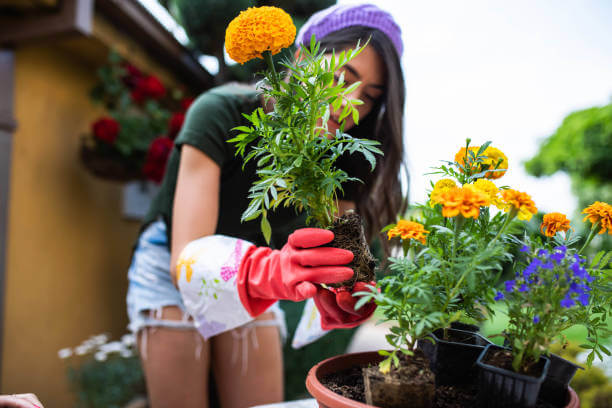 The Benefits of Adding Herbs to Your Chicken's Diet