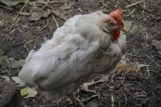 How to tell if chickens are sick