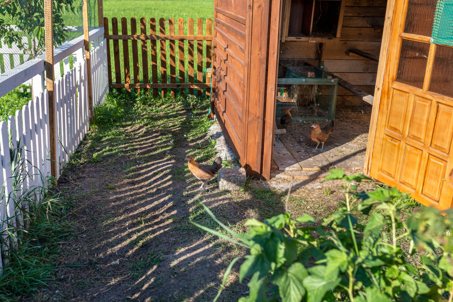 Adding new chickens to your old flock