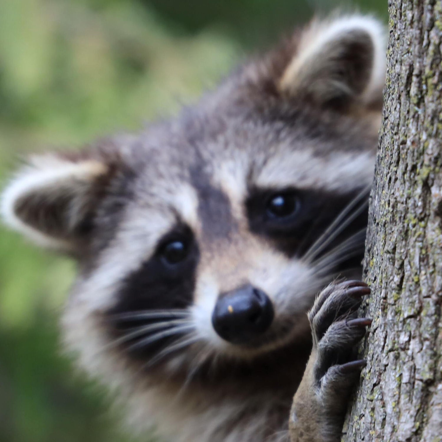 Raccoon is one of the mainly chicken predator