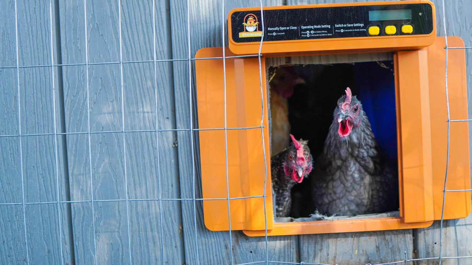 Chickcozy automatic chicken coop door installed