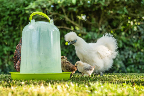 A Silk and two chicks are drinking water from Chicken waterer
