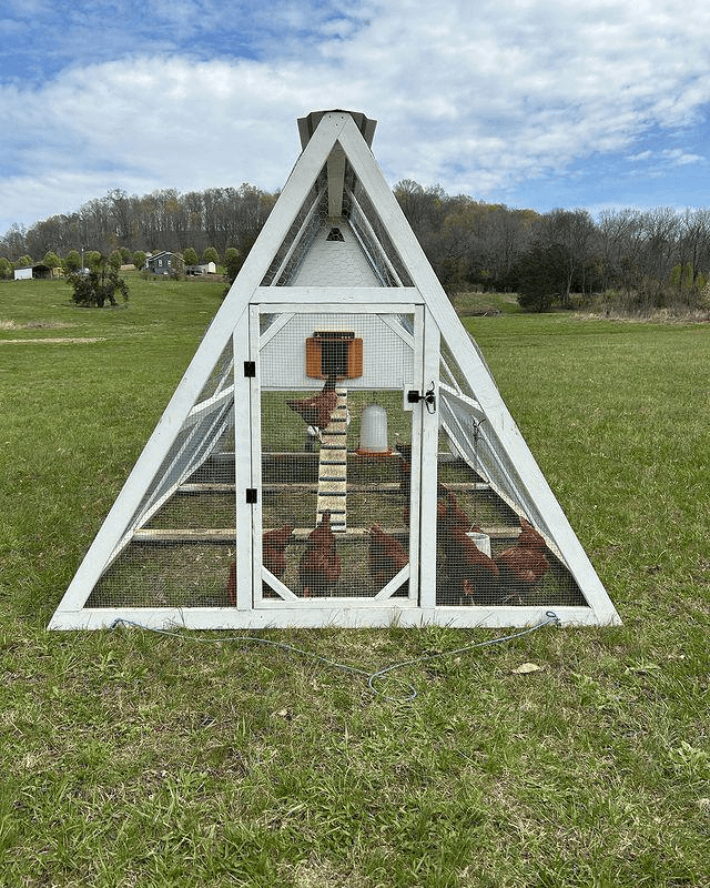 How to insulate a chicken coop in summer