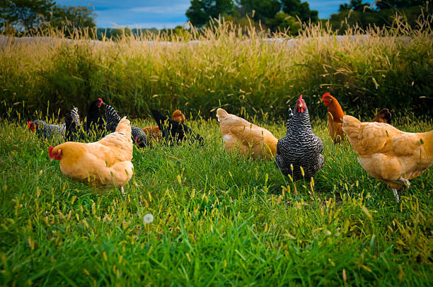 group-of-chickens
