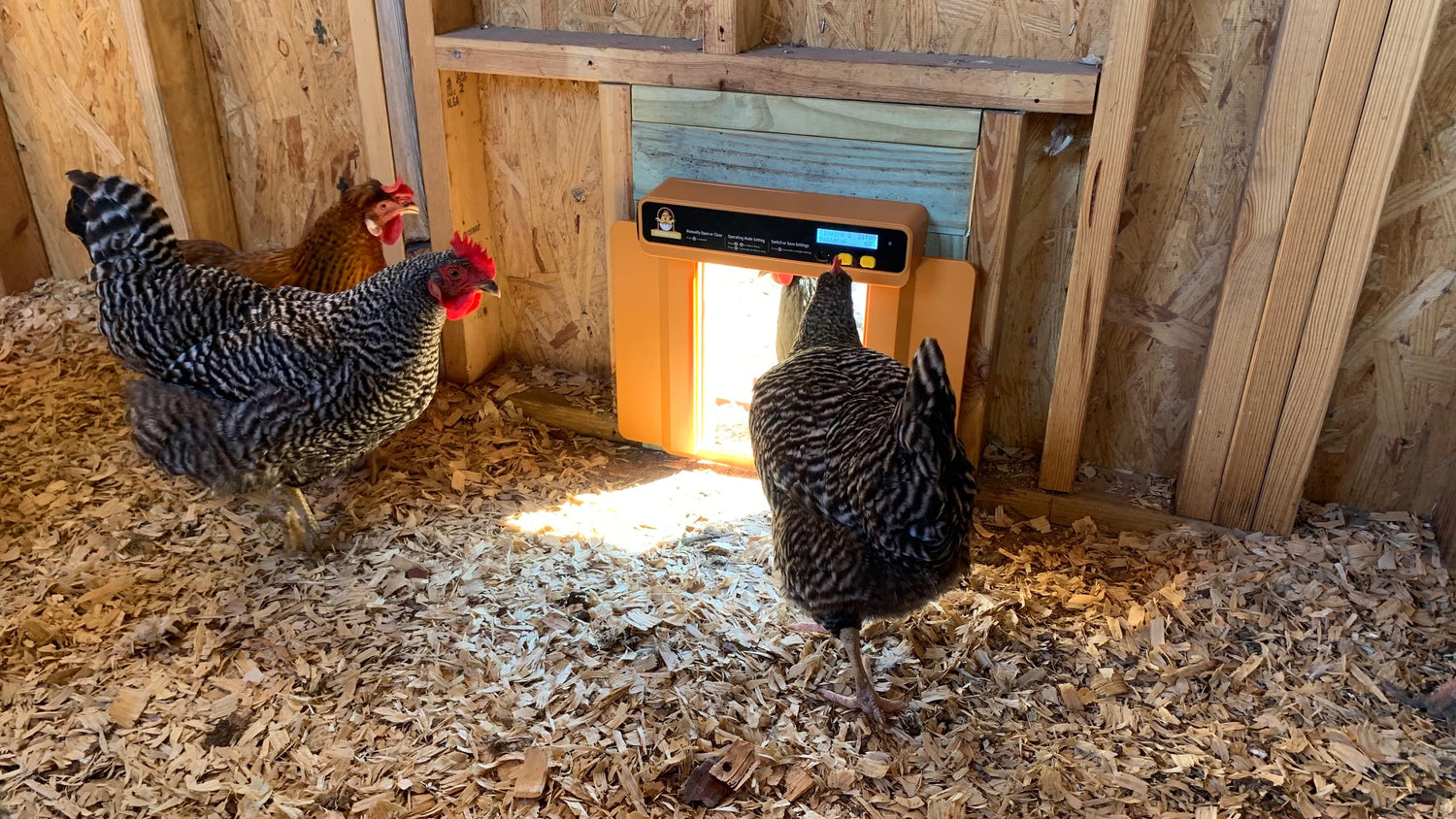 New automatic chicken coop door review from Maynard Family Homestead!