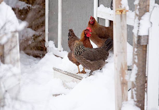 Chickens standing near the coop door in winter with snow