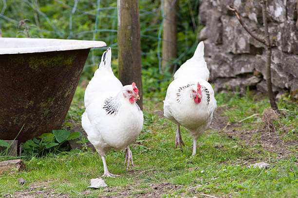 Exploring Different Chicken Breeds