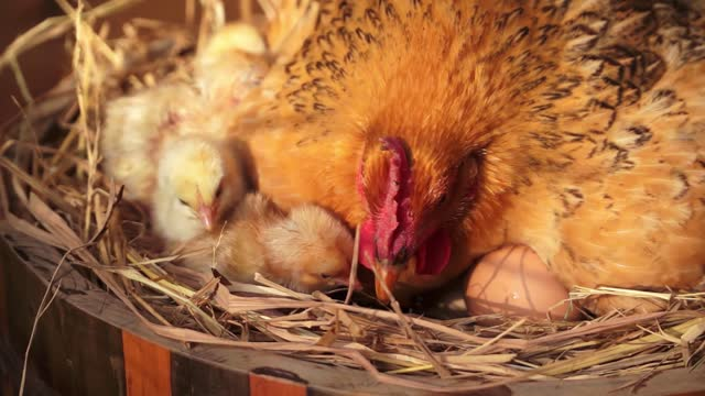 Can Chicken Eggs Hatch Without an Incubator?
