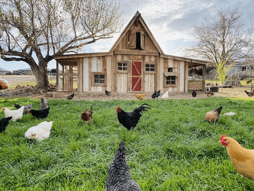 Train chickens to coop at night