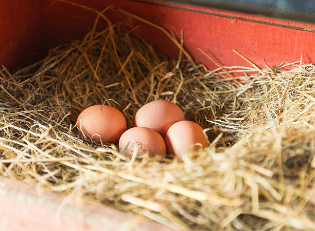 four eggs in the nesting box of chicken coop
