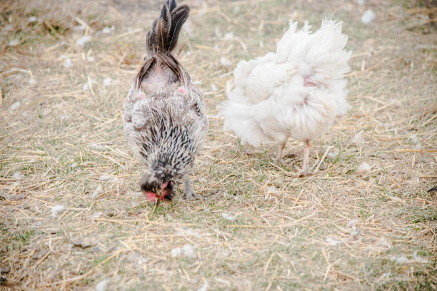 When Chickens Molt, Let's Help Them Wing It!