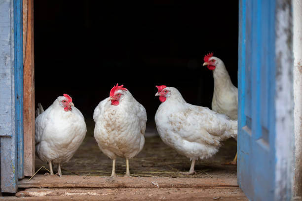 Guide to Treating Foot Issues in Chickens