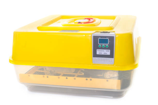 An egg incubator with temperature control