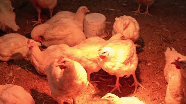 Using a heat lamp to keep chickens warm in the chicken coop