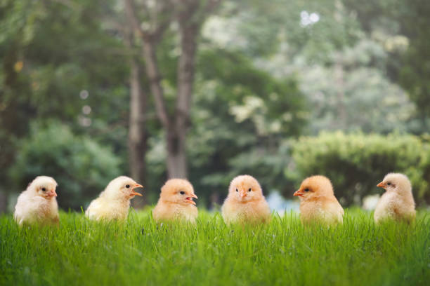 chicks are standing on the grass.png