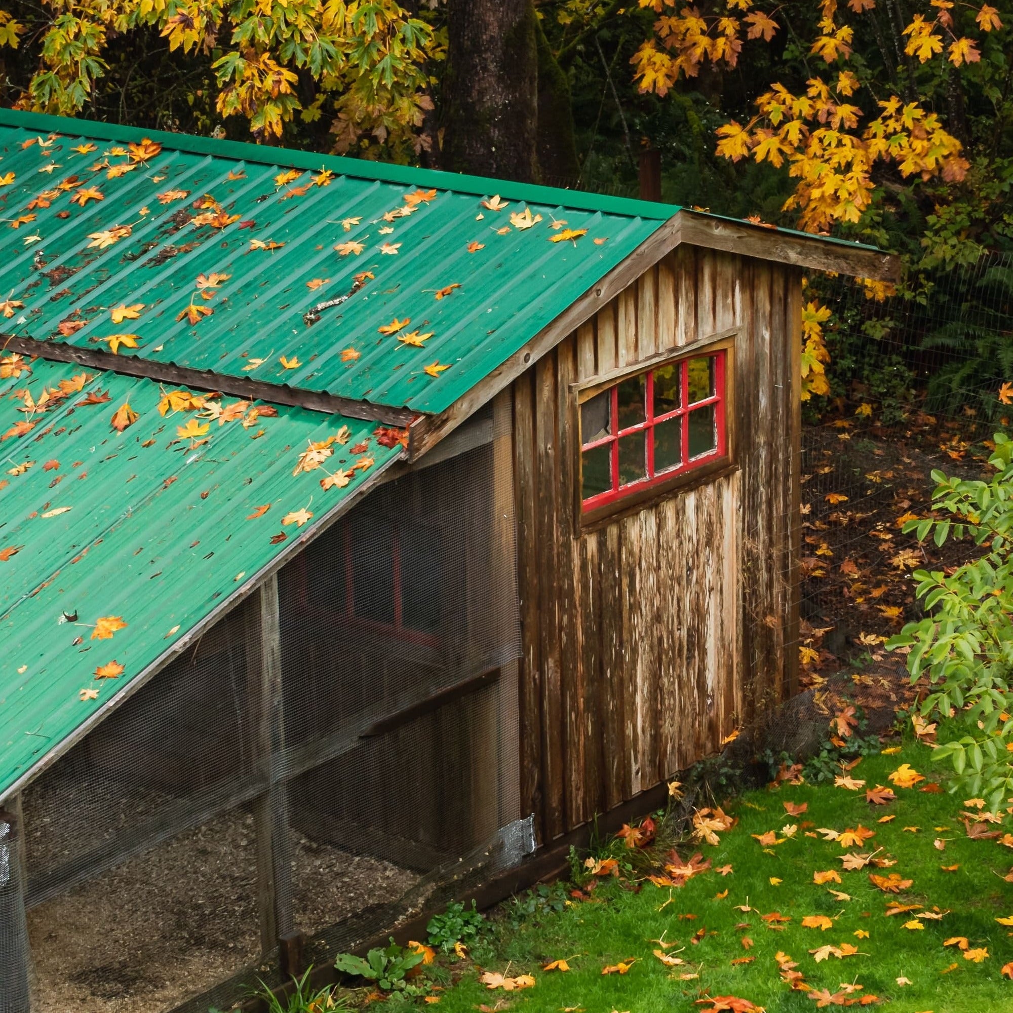 wooden chicken coop with windows in backyard 