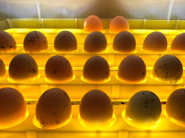 How to Control Humidity in an Egg Incubator Tips and Methods