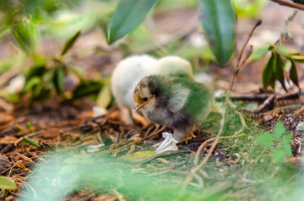 Two chicks are playing dirt in the garden