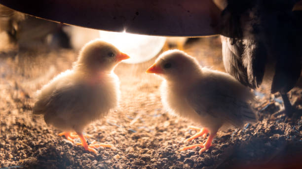 Chicks are playing in the brooder with a nheat lamp