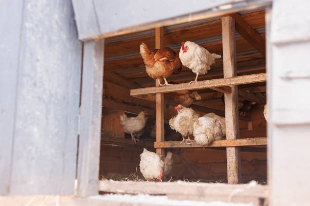 7 Common Mistakes New Chicken Keepers Make (and How to Avoid Them)