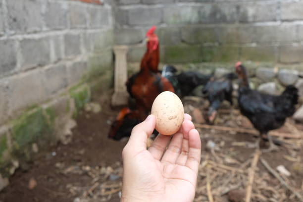 A Beginner's Guide to Pullet Eggs