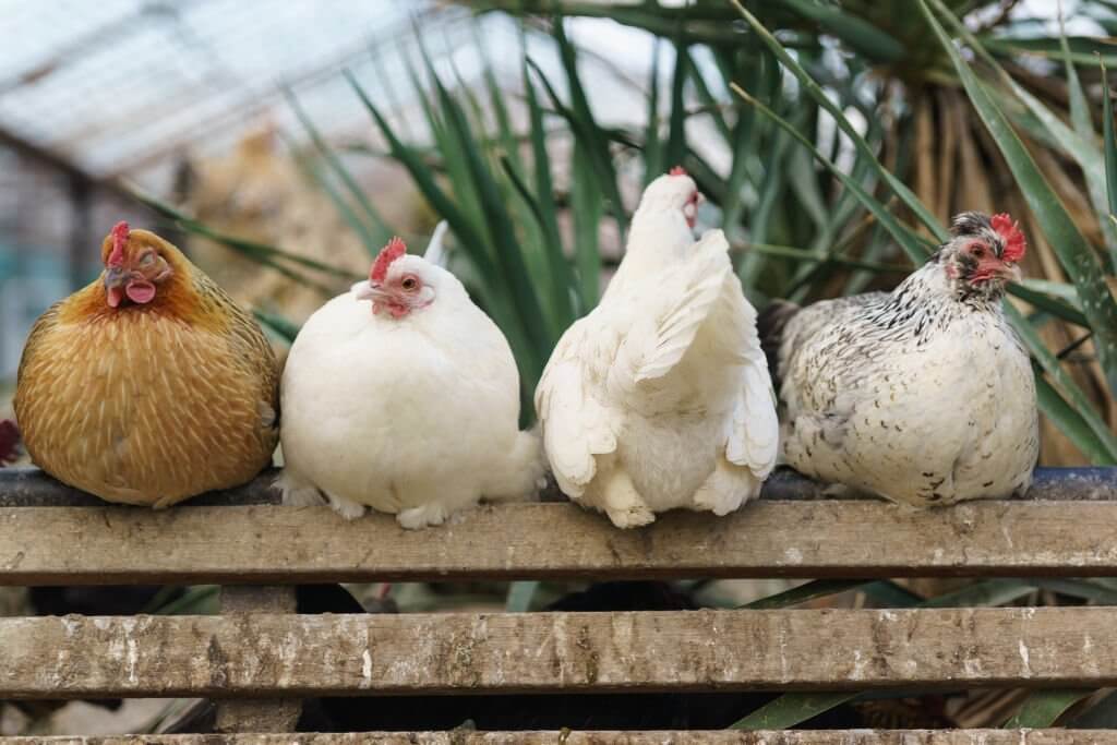 Raising Backyard Chickens: Tips for Keeping Chickens Safe from Predators