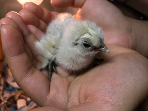 Some common mistakes to avoid when hatching and raising baby chicks