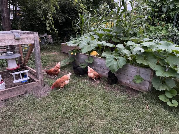 chickens are free ranging in the garden near the chicken coop