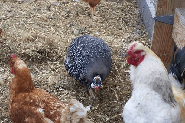 The Best Animals to Keep with Backyard Chickens