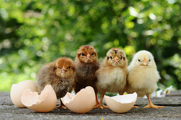 Chicks standing near cracked egg shells