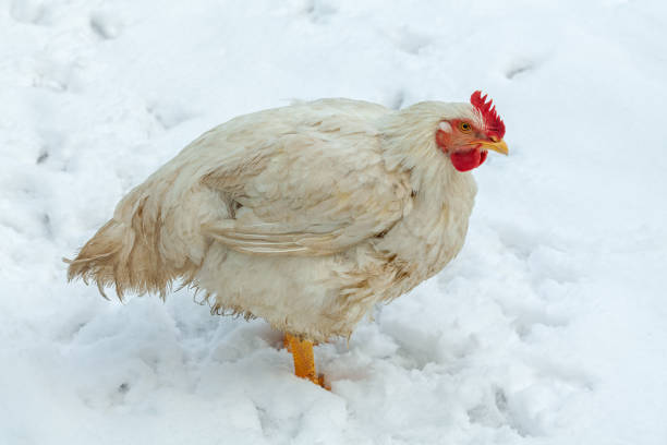 How to Prevent Frostbite in Chickens: Essential Winter Care Tips for Your Flock