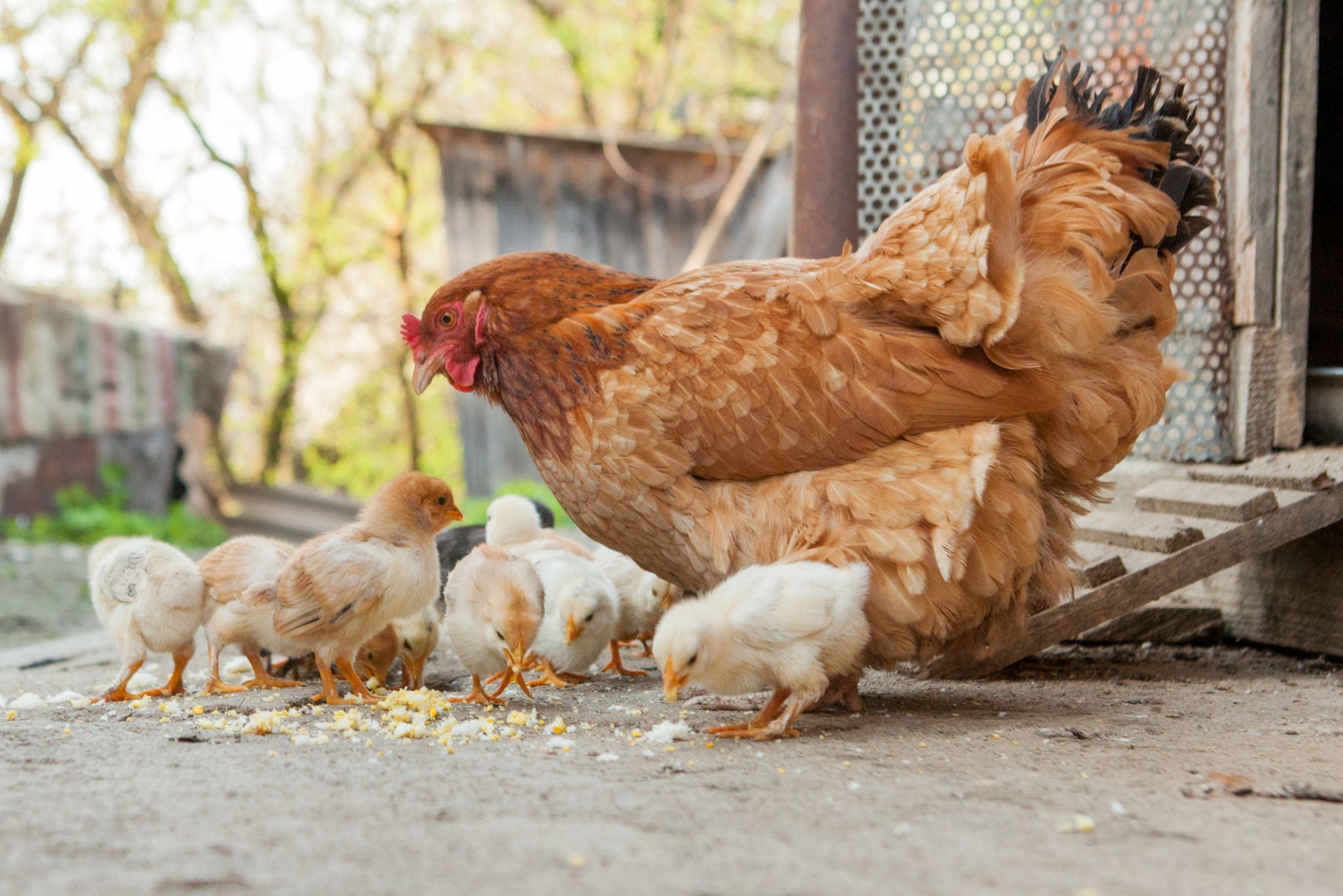 What makes chickens excellent pets?