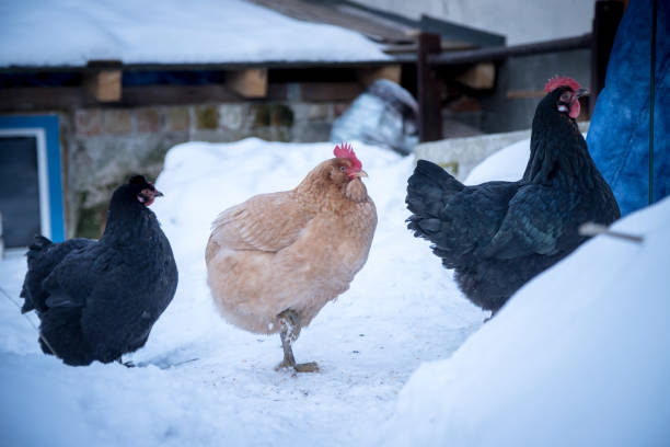 Top 7 Best Cold Weather Chicken Breeds