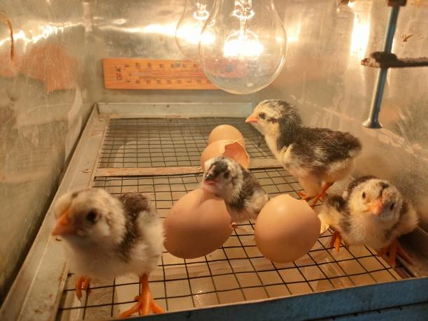chicks are aredy to be moved from incubator