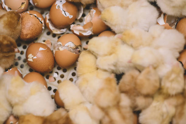 Maximizing Success: How to Reach the Highest Hatching Rate