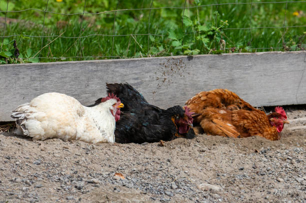 Decoding Chicken Behavior and Flock Body Language