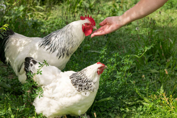 Can Chickens Eat Tomatoes? A Juicy Guide to Safe Chicken Snacks