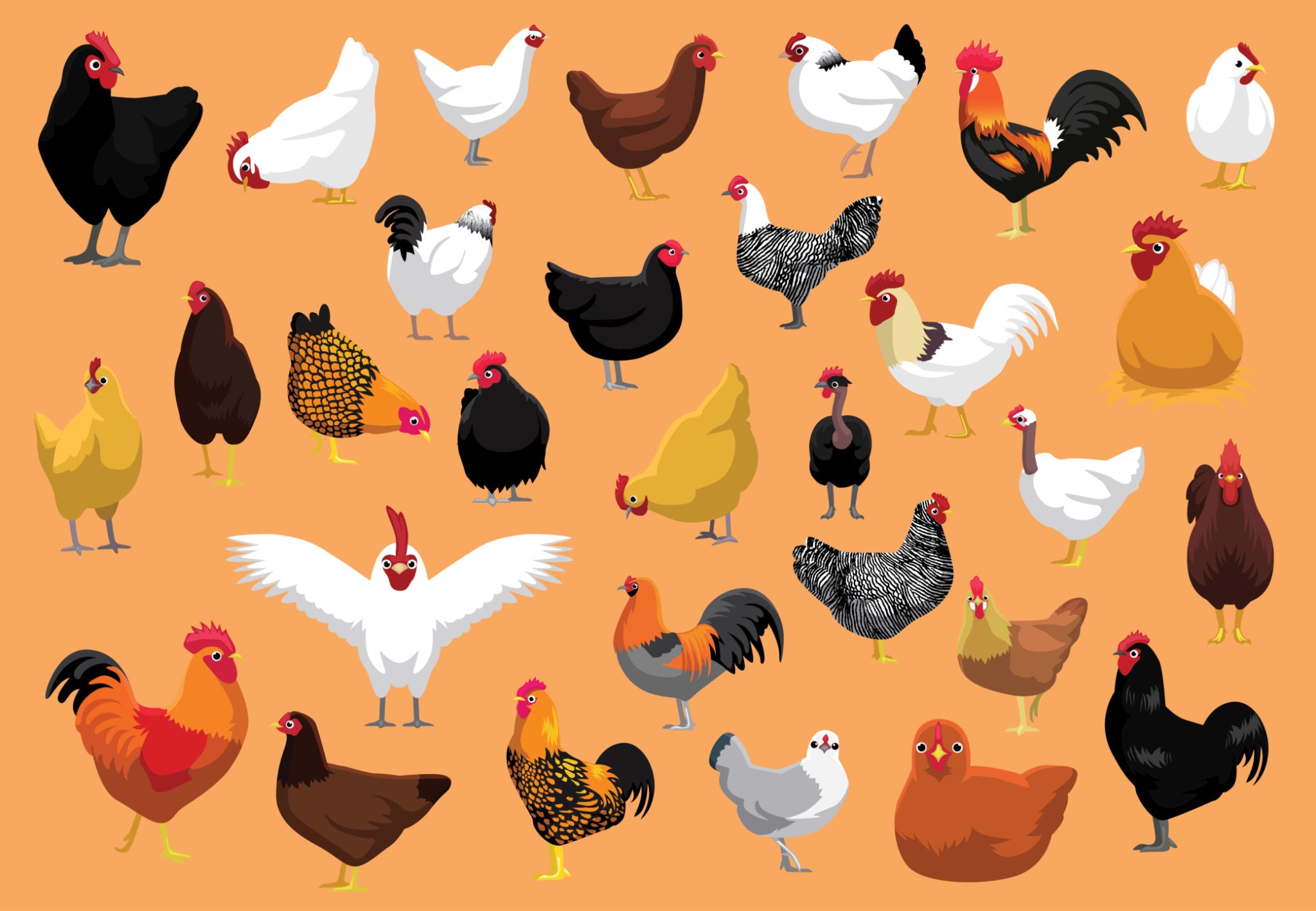 all common chicken breeds