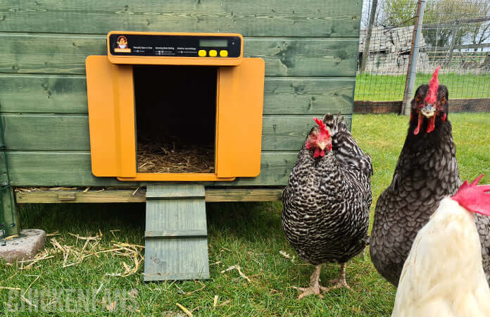 Why an Automatic Chicken Coop Door is a Game-Changer for Raising Backyard Chickens