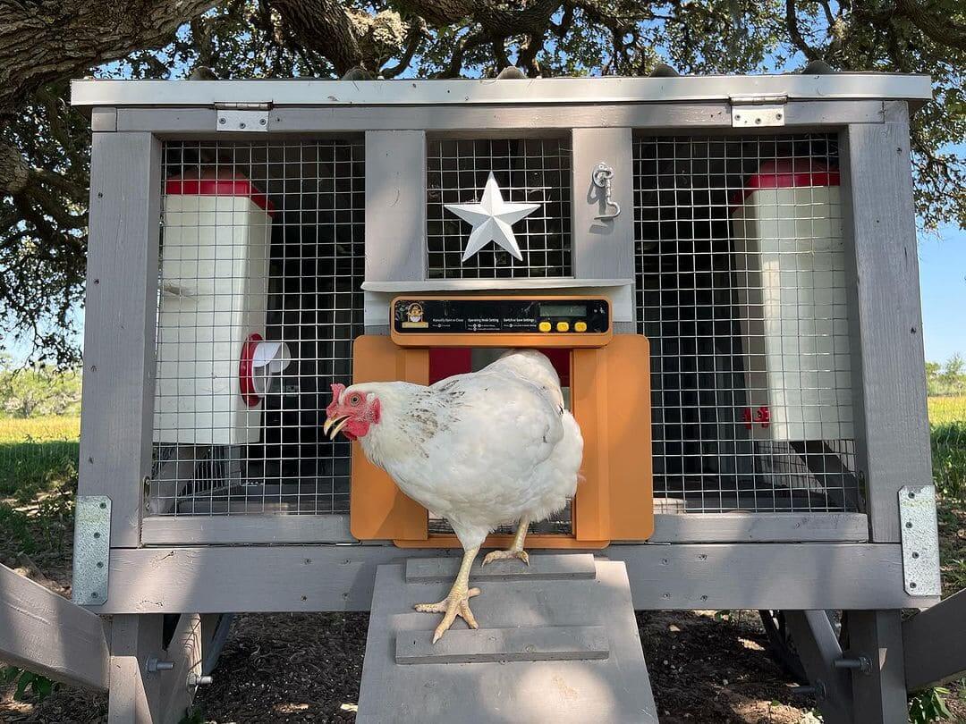 A white leghorn is standing infront of Chickcozy automatic chicken coop door