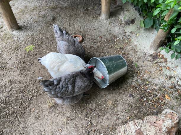 How to Prevent Your Chickens’ Water From Freezing: Top Tips and Hacks